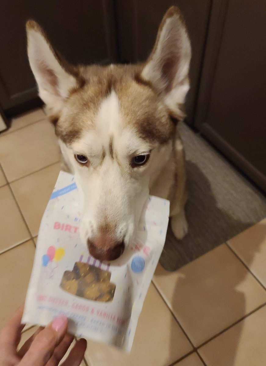 bluejaylover49's tweet photo. Derry was very thankful to @RENSPETS for his free Birthday treat! Happy third birthday to this beautiful boy!!! πππΆπΎ #ImThree #Husky #dogs https://t.co/2ZLJgYO9GM