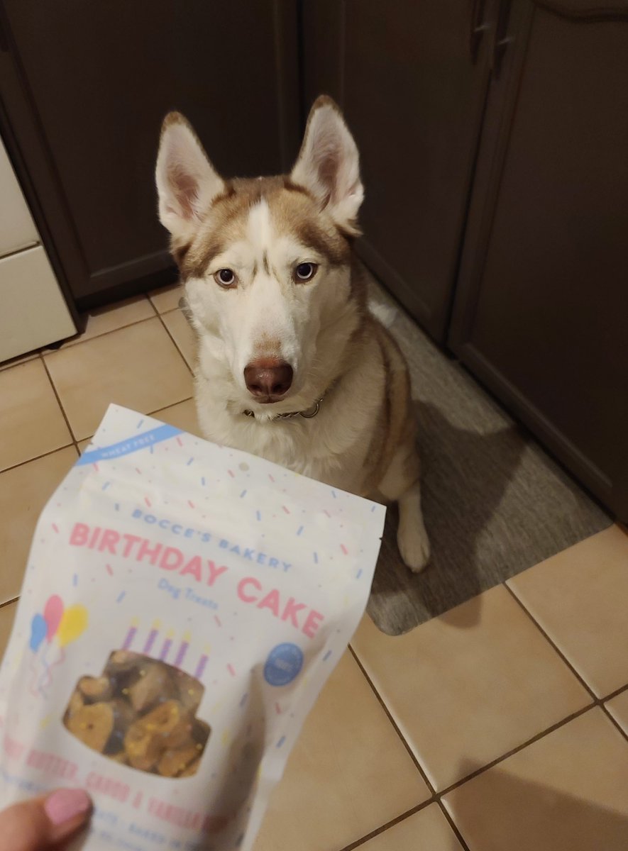 bluejaylover49's tweet photo. Derry was very thankful to @RENSPETS for his free Birthday treat! Happy third birthday to this beautiful boy!!! πππΆπΎ #ImThree #Husky #dogs https://t.co/2ZLJgYO9GM