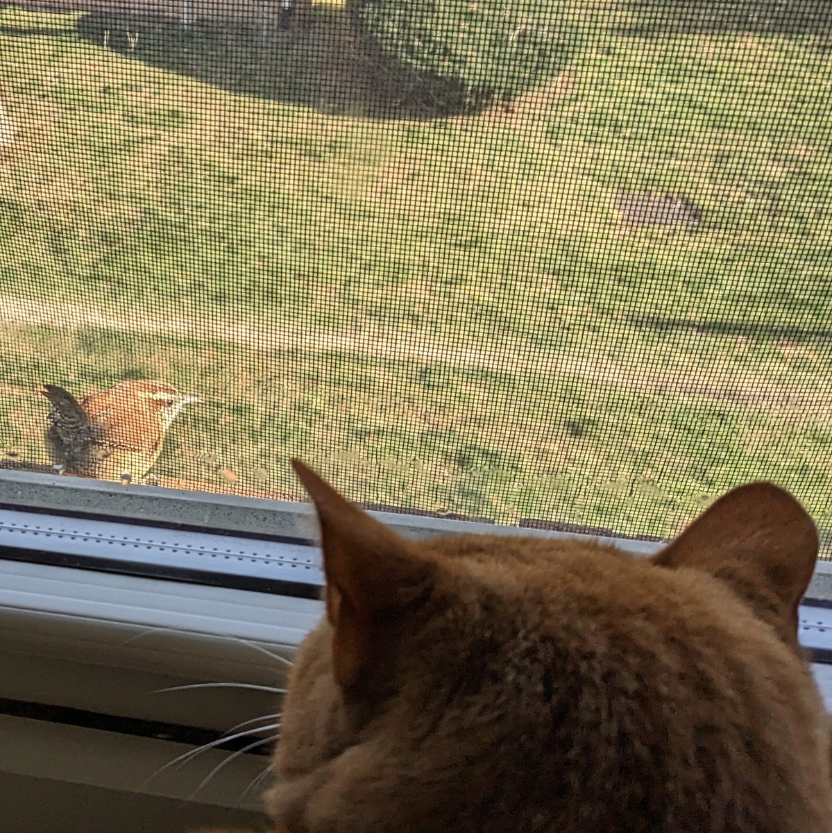 tinacan25's tweet photo. Even though they nested on the other side of my apt last spring this is the first Carolina wren I've seen visit the ledge of snacks. Followed shortly by the fierce Ms Ripley who thinks she owns the place ♥ https://t.co/TDNmguEDf1