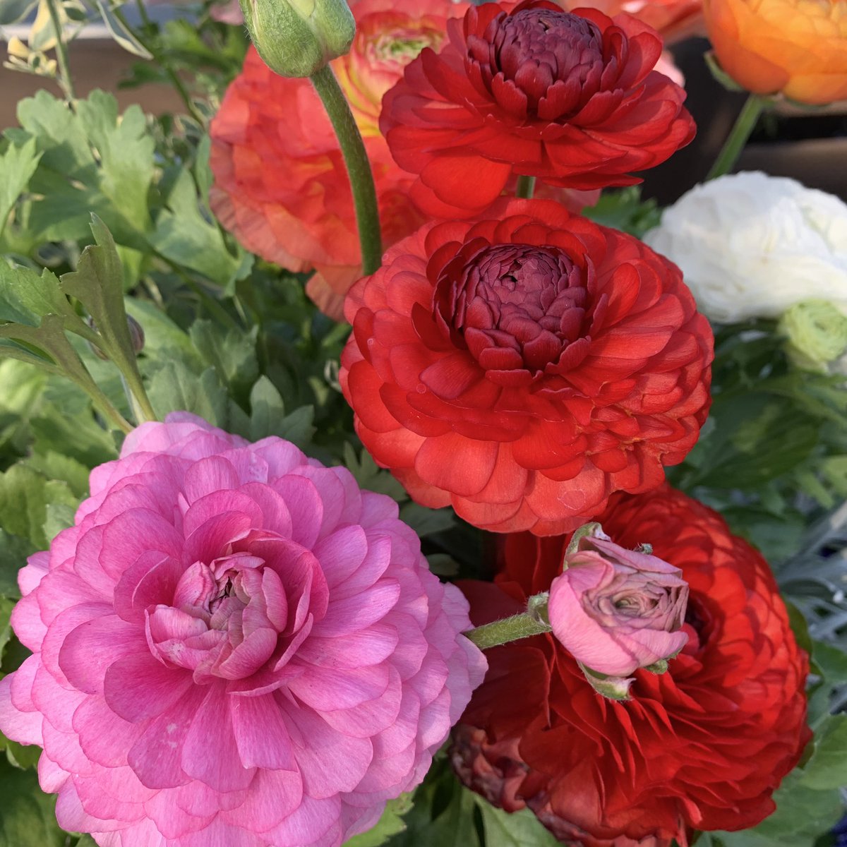 おはよう御座います(*´▽｀)ﾉﾉ 🌸🌸🌸花の便り🌸🌸🌸 ラナンキュラスの球根の植付けは、地温が下がり土の水分も低下する11月頃～12月が最適となります