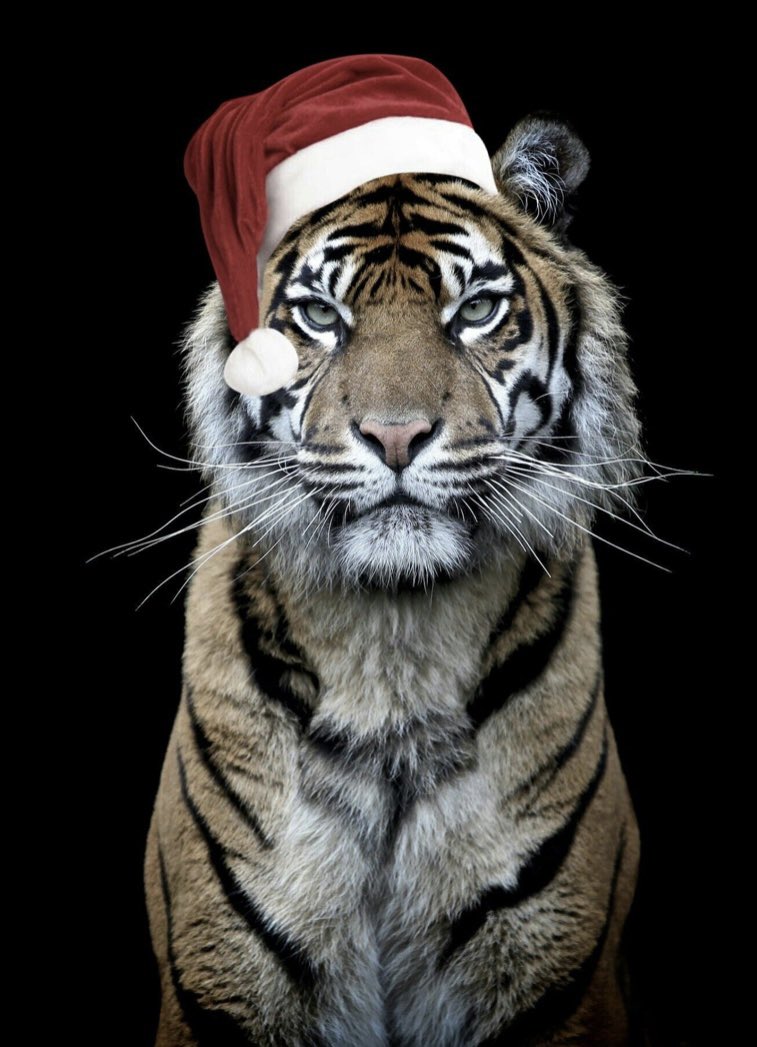 Op4Pawz's tweet photo. Merry Christmas AniPals 🐯🎄 https://t.co/9ZyYDMyRIp