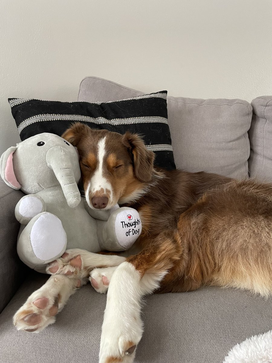 makrae123's tweet photo. already best friends after one day. Kaya + Sebastian for life. 
@dog_feelings https://t.co/bFJ1WumuE1