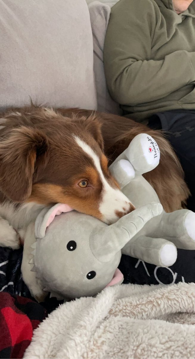 makrae123's tweet photo. already best friends after one day. Kaya + Sebastian for life. 
@dog_feelings https://t.co/bFJ1WumuE1