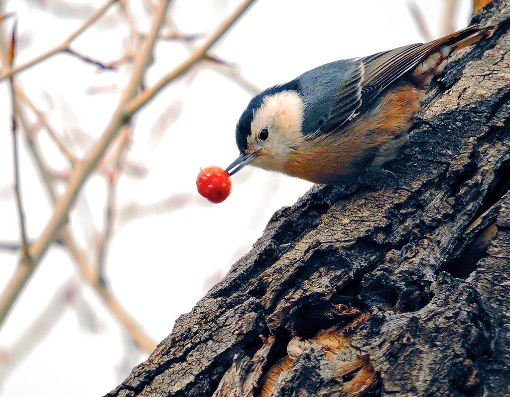 Interior's tweet photo. You know Dasher, and Dancer, and Prancer, and Vixen, Comet, and Cupid, and Donner and Blitzen.  

But do you recall, the most famous nuthatch of all… 🎵

Photo by Patrick Myers https://t.co/gPmjDZ8wNX