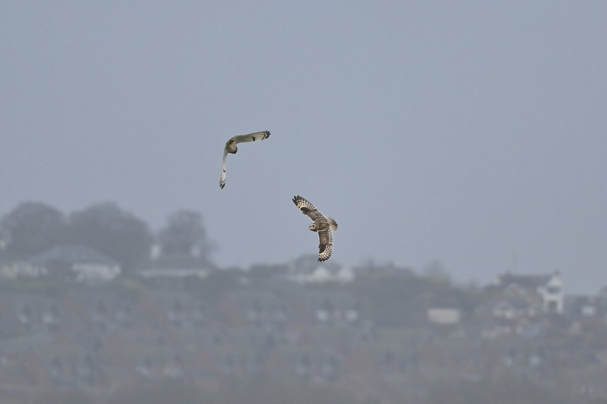 simond177's tweet photo. Nice afternoon spent at Farlington Marshes. Finally caught up with a pair of duelling Shorties. Cracking Sparrowhawk too. #farlingtonmarshes #hantsbirds #hiwwt #owls https://t.co/RdYyv0KIIF