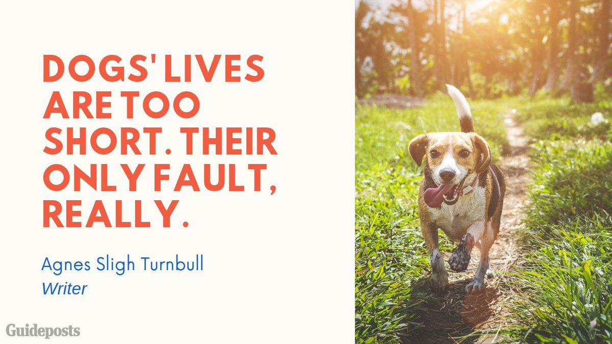 FloraCh60734841's tweet photo. Living with pets, Training a dog or cat to live with us will be the most valuable stress releasing process. #dogtrainingtips will be the understanding tools for #training a dog

Go through the link in bio for more details>>>>

#dogtainingcollars #dogtraining #dogtrainingnearme https://t.co/F7mVmRhBFi