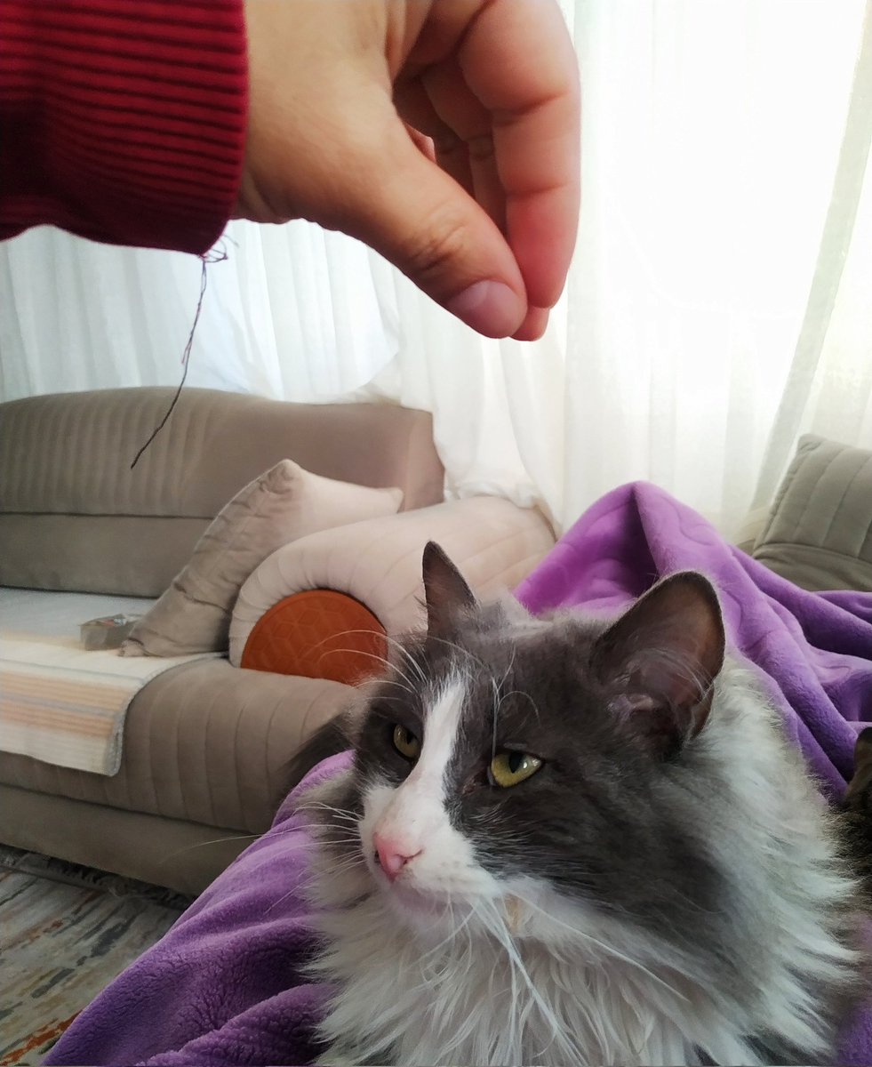 BoxPeopleNFT's tweet photo. Hello, do you like my cat? 

#NFT #NFTCommuntiy #cats https://t.co/P1qdA50cJj
