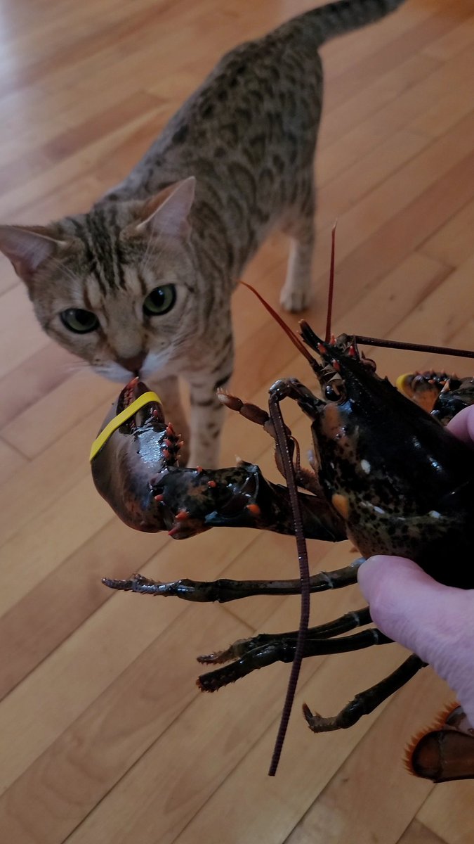 Stonz_camp's tweet photo. Hmm, food? ๐น๐คฃ๐น
Merry #ChristmasEve all!
Be merry, be safe! ๐๐ป๐...
#catsoftwitter #cats #bengalcat #meowpositive2022 https://t.co/mcVKf72dnn