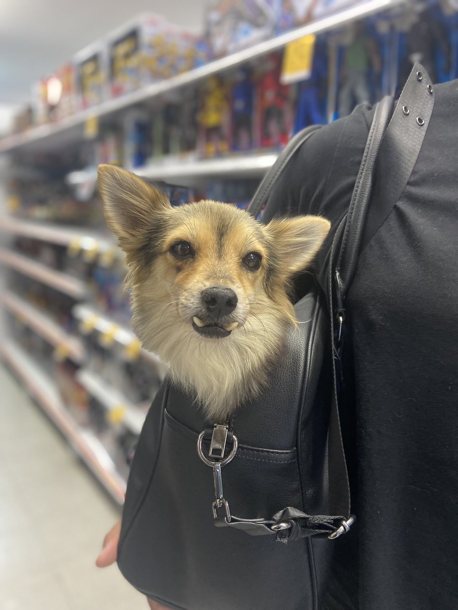 soycamilochara's tweet photo. Pasé un mal momento en #SuperInter del B/Melendez, entiendo qué hay normas, pero el trato que recibí por parte de una de sus colaboradoras fue grosero (no pude grabar por falta de batería) pero mi perrita hoy estuvo en su maleta, hasta a un restaurante me perdieron el ingreso 1/2 https://t.co/sOJyxfaI0n