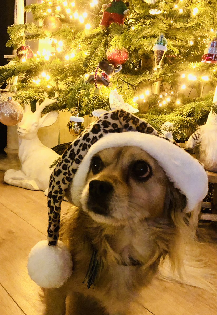 Fijne kerstdagen! #kersthond #kerst 🎄