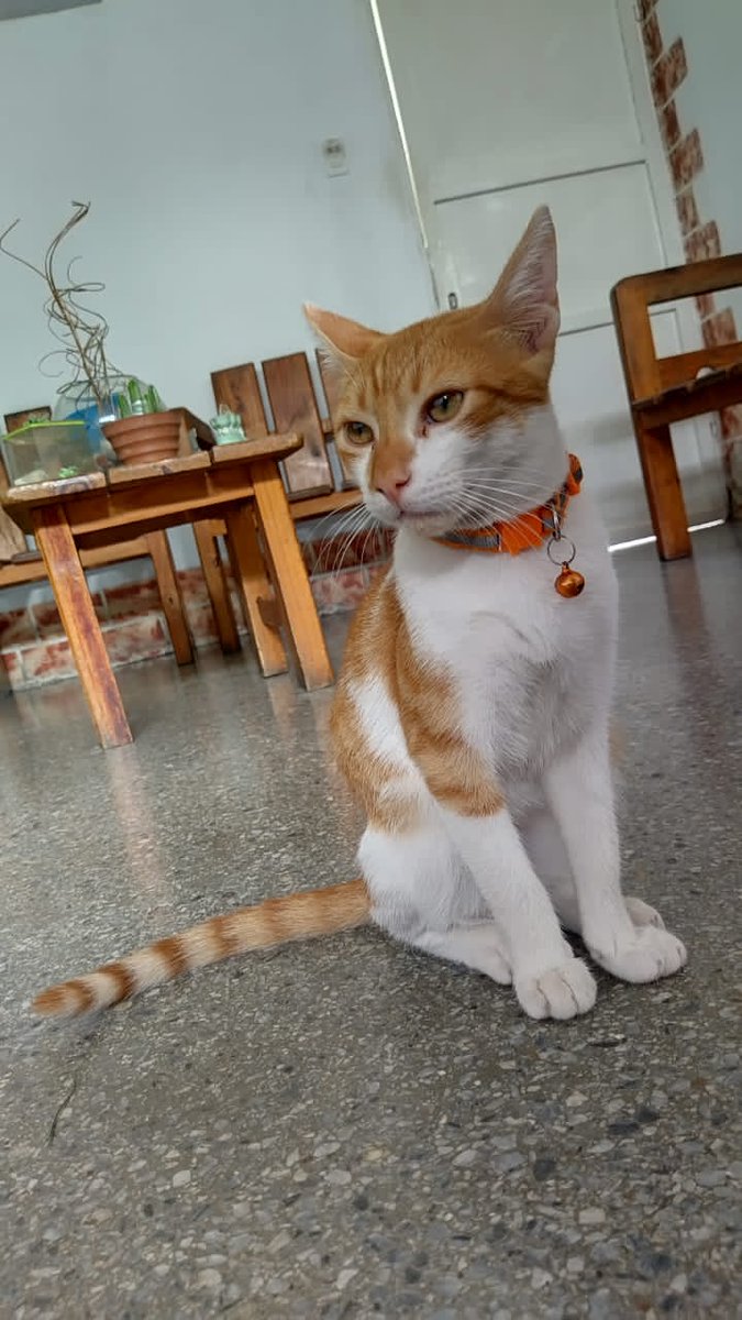 LimonActivo's tweet photo. ¡¡Buenas noches!! Feliz Navidad. Le escribo para solicitar su colaboración en la búsqueda de mi gato extraviado en la tarde de hoy. El reside en Caña de Azúcar, Sector 3, Bloque 1. Más información 0416-5120967 / 04123496763 https://t.co/mydejsjuqx
