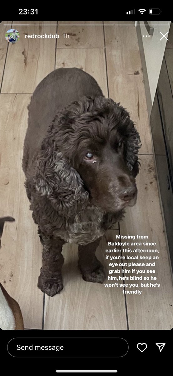 *HELP* blind and deaf dog missing from #Baldoyle in Dublin since this afternoon. Please share. In need of a Christmas miracle for my pal. Any info please contact 0857823752. 🙏🙏 @DublinSPCA @DogsTrust_IE