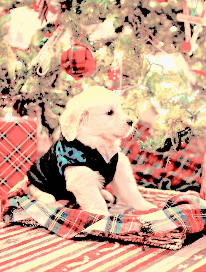 <a href="/lokixfmischief/">ᅠ ᅠ ◓⃘֟፝ؖ۬◉ׄ ۰ 𝐋͟𝗢𝗞𝗜 𝗟𝗔𝗨𝗙𝗘𝗬𝗦𝗢𝗡 .</a> ╾╾Los observaba con atención porque esa relación que tenían era una auténtica preciosidad.

Después de una enorme sonrisa cuando Loki finalizó, cogió a Jane de la mano para acercarla al árbol desde otra perspectiva y ahí estaba. Otro precioso perro. —