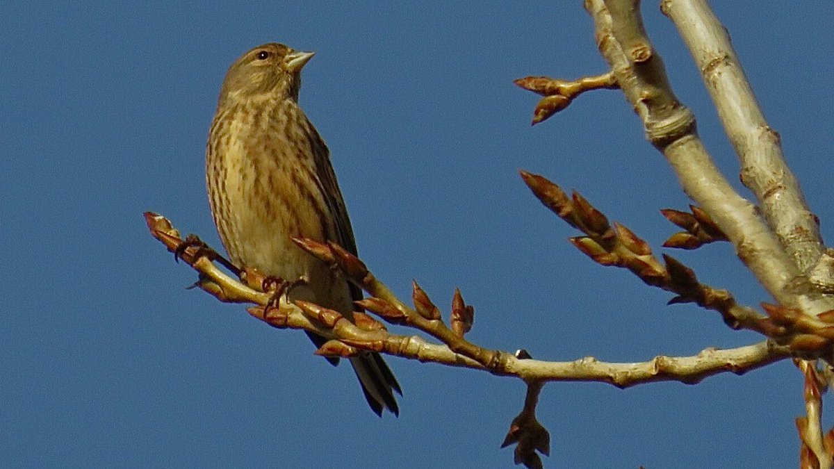 CurlewCrazy's tweet photo. Day #358 of #LocalBigYear #BirdwatchExtra; four of the umpteen zillion Linnet parcel at #uptonwarren; @WorcsWT @Natures_Voice @RSPBEngland @WestMidBirdClub @RSPBbirders @BTO_Worcs @upstarts1979 @WorcsBirding @_BTO https://t.co/TFLrmrXyhn