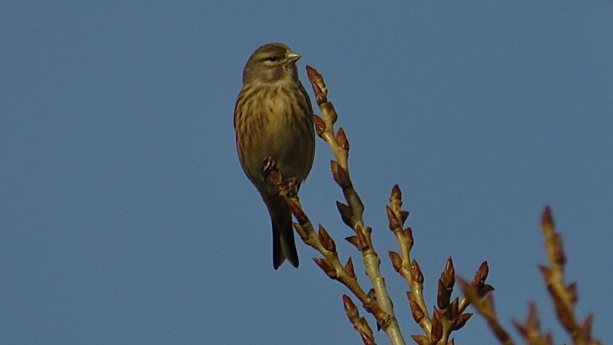 CurlewCrazy's tweet photo. Day #358 of #LocalBigYear #BirdwatchExtra; four of the umpteen zillion Linnet parcel at #uptonwarren; @WorcsWT @Natures_Voice @RSPBEngland @WestMidBirdClub @RSPBbirders @BTO_Worcs @upstarts1979 @WorcsBirding @_BTO https://t.co/TFLrmrXyhn