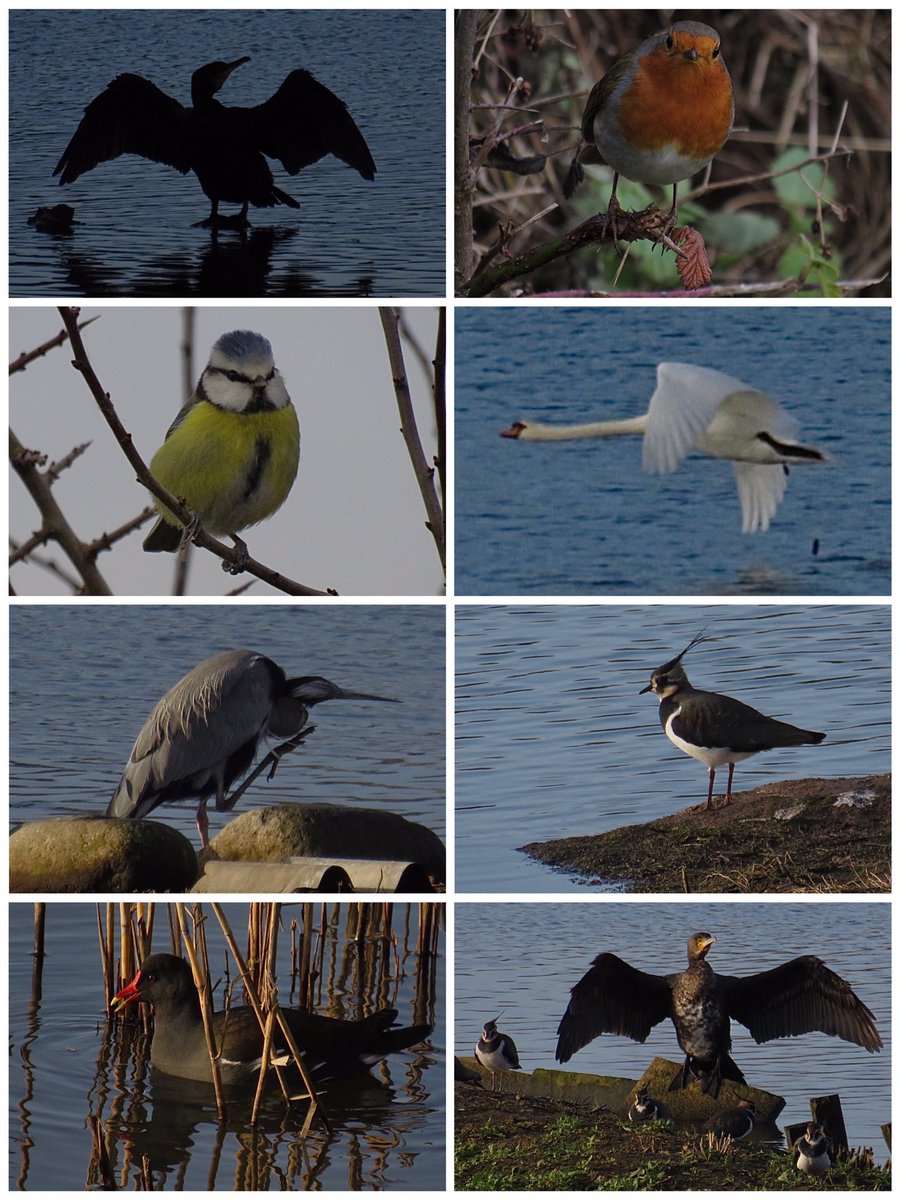CurlewCrazy's tweet photo. Day #358 of #LocalBigYear #BirdwatchExtra; a lovely Christmas Eve afternoon at #uptonwarren’s Moors; nice to see @BirdsByStiofan & @kezmcv @WorcsWT @Natures_Voice @RSPBEngland @WestMidBirdClub @RSPBbirders @BTO_Worcs @upstarts1979 @WorcsBirding @_BTO https://t.co/YG6npxrgTO