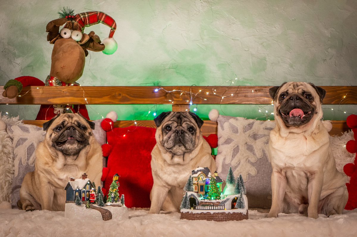 🎄Merry Christmas!🎄🎁

#MauriceThePug #BubbleThePug #ZeusThePug #TheUniverseOfMaurice #christmas #MerryChristmas #joy #winter #pug #Romania #Craciun #SantaClaus #MosCraciun #CraciunFericit #SarbatoriFericite #Santa #hollidays #snow #love  #family #puglove #happyness