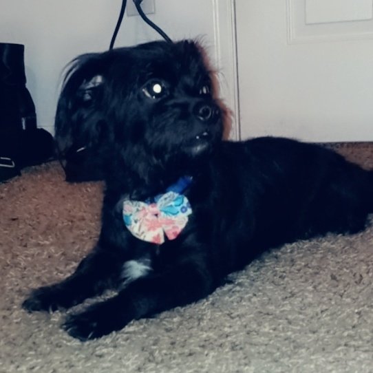 BabyLilos's tweet photo. #babyliloslife #cutenessoverload #cuteness #cutedogs #puppylife🐾 #PuppyLove #Puppies https://t.co/mS5bZ0lmKN