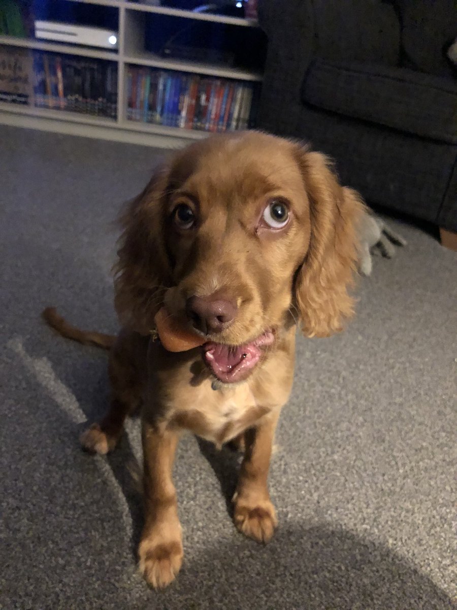 Santa’s reindeer has arrived early in our house 🥕🦌