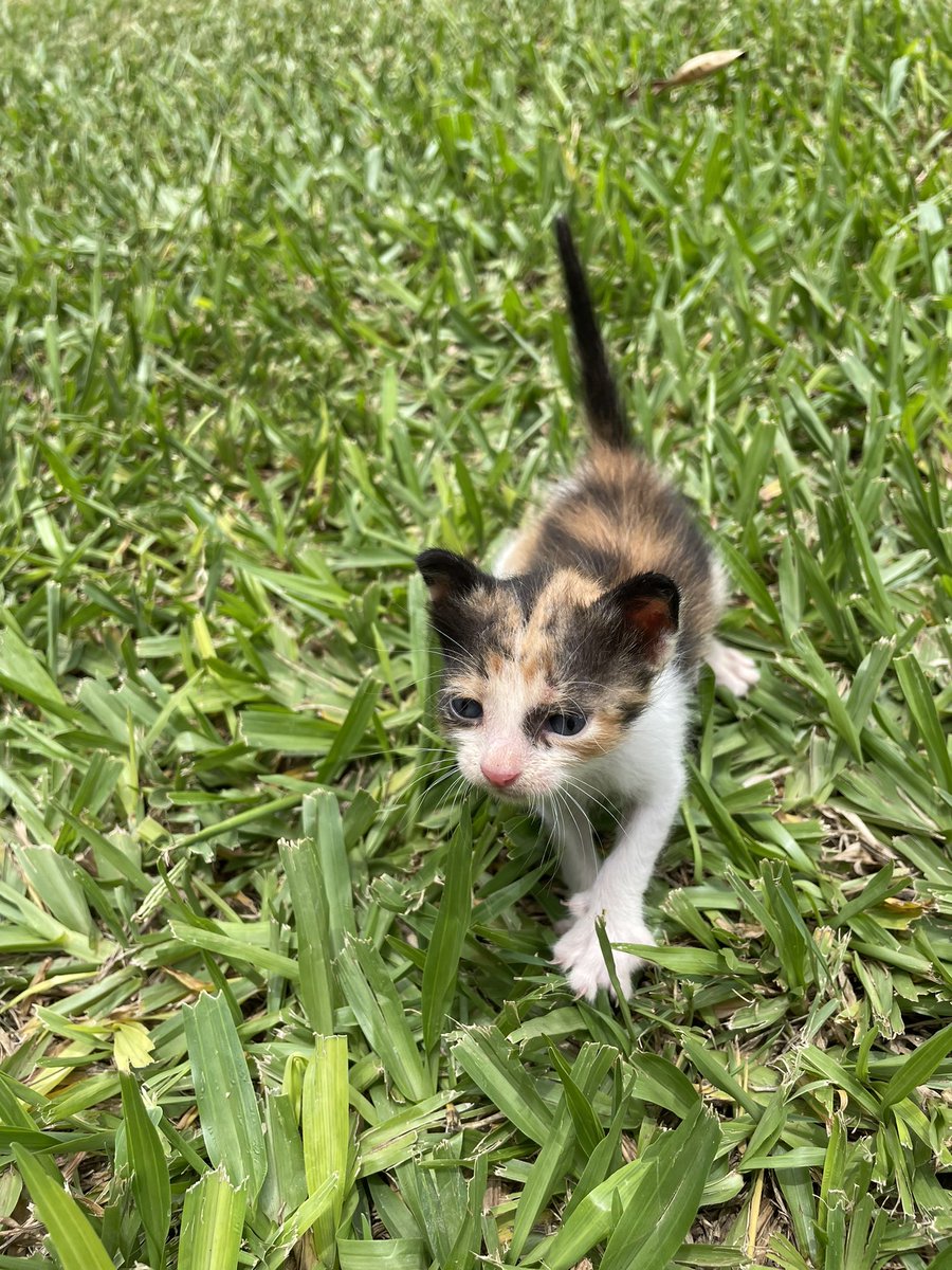 Andrea_Monti's tweet photo. Por favor RT!! Tres gatitos fueron tirados en un predio de camiones. No pueden quedar ahi 😭💔
Uno más lindo que el otro, está Navidad podes pasar con uno de ellos 🥺
Link directo a mi número https://t.co/w475ciaDia https://t.co/7wwpK7ymJe