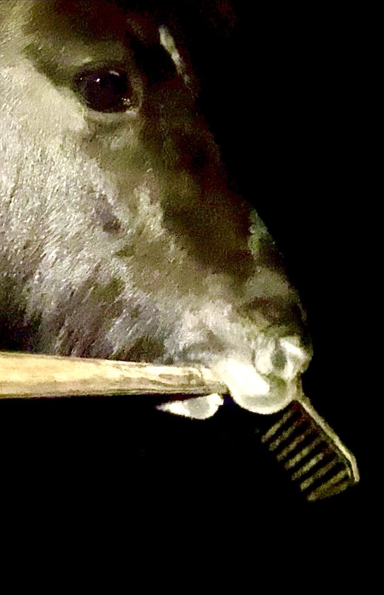 Wenn man Heiligabend statt traditionell Fondue mit den Eltern zu zelebrieren den Ponyhof säubert, hat <a href="/realB11529/">Omicron</a> bei der Familie mal wieder zugeschlagen 😬.
Immerhin hatte ich Unterstützung.