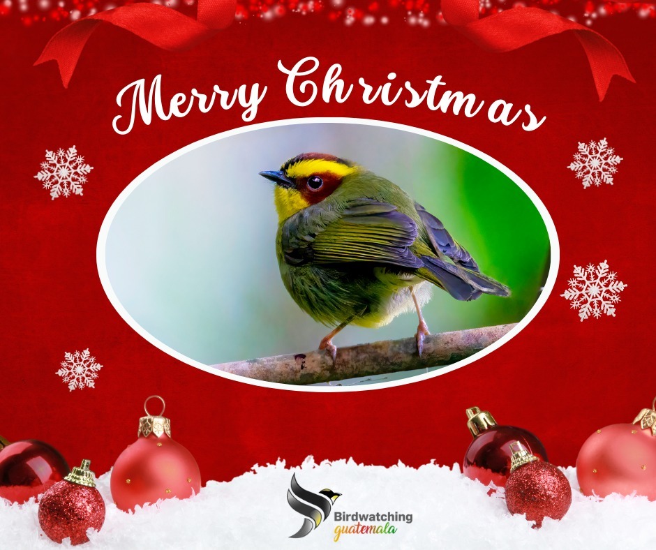 Happy Holidays
.
.
#birding_lounge #birdwatchingholiday #birdwatching_brasil #backyardbirdwatching #birdwatchingposts #birdwatchingguatemala #birdwatchingcats #birdwatching_wildlife #birdinginflorida #birdingespaña #birdingaustralia #birdwatchingaustrali… instagr.am/p/Cmj_9LNuu-L/