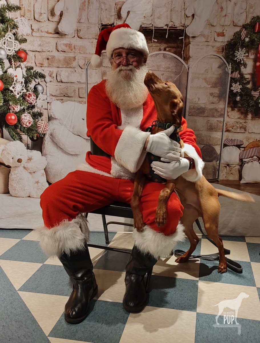 IntrepidPup's tweet photo. π
πΎ Yonder told Santa he should be on his "nice" list, and he put in a good word for you, too!
#IntrepidPupYonder #Yonders1stChristmas #howlidays #vizslapuppy @PortCityBrew https://t.co/YyrloiJN2f