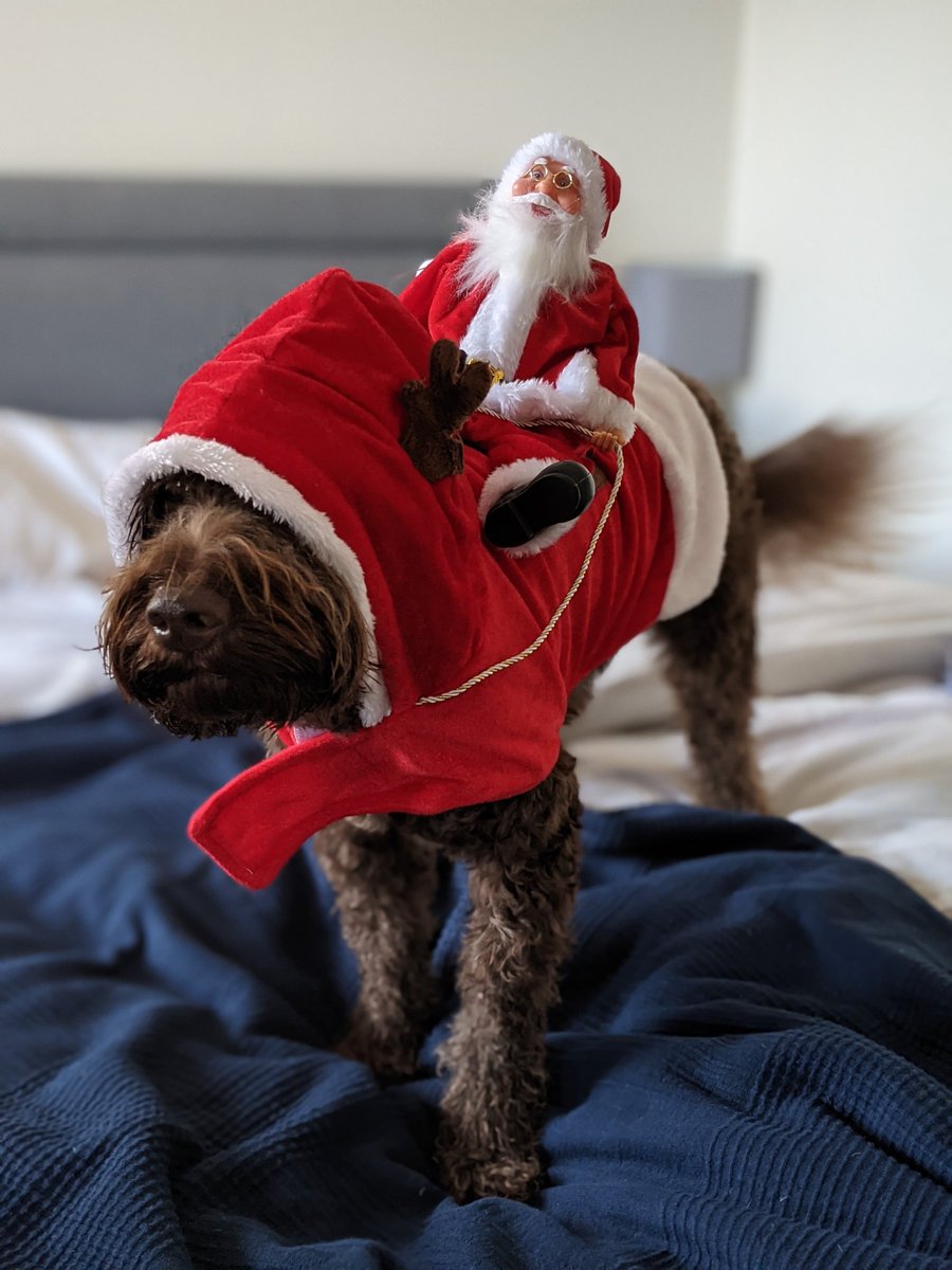 R4echK's tweet photo. Santa Claus is coming to town... I can confirm he's just left on his reinbear 🐻 #MerryChristmas https://t.co/vYnlh71n4A