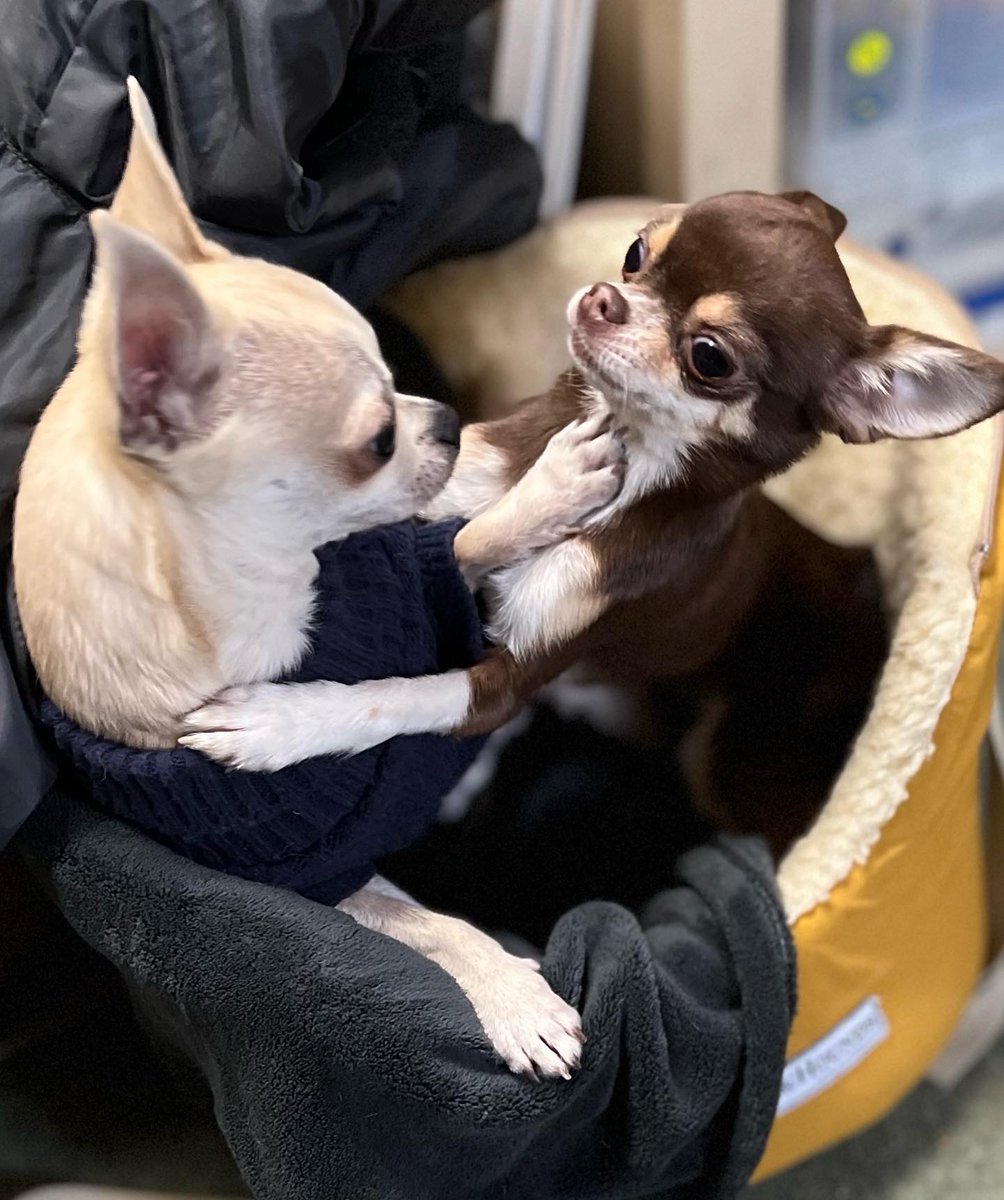 Chris Raettig @raettig@mastodon.org.uk tweet media