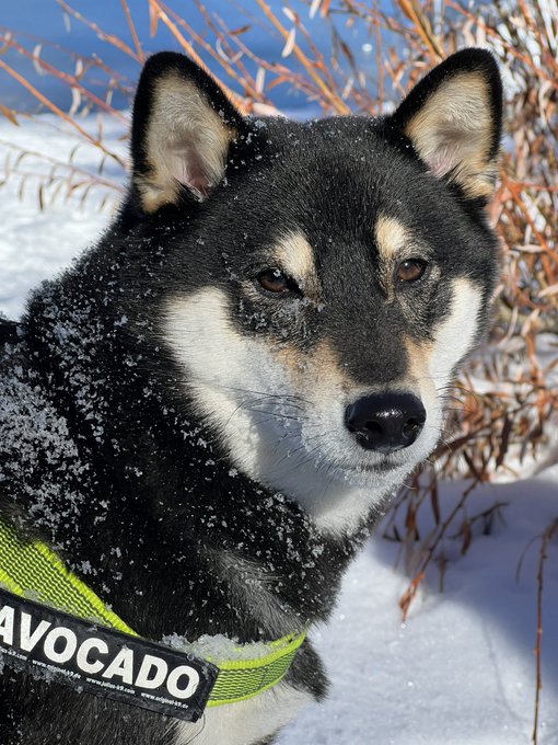 Avocado loves the snow 💙 https://t.co/dR87KYpJkj