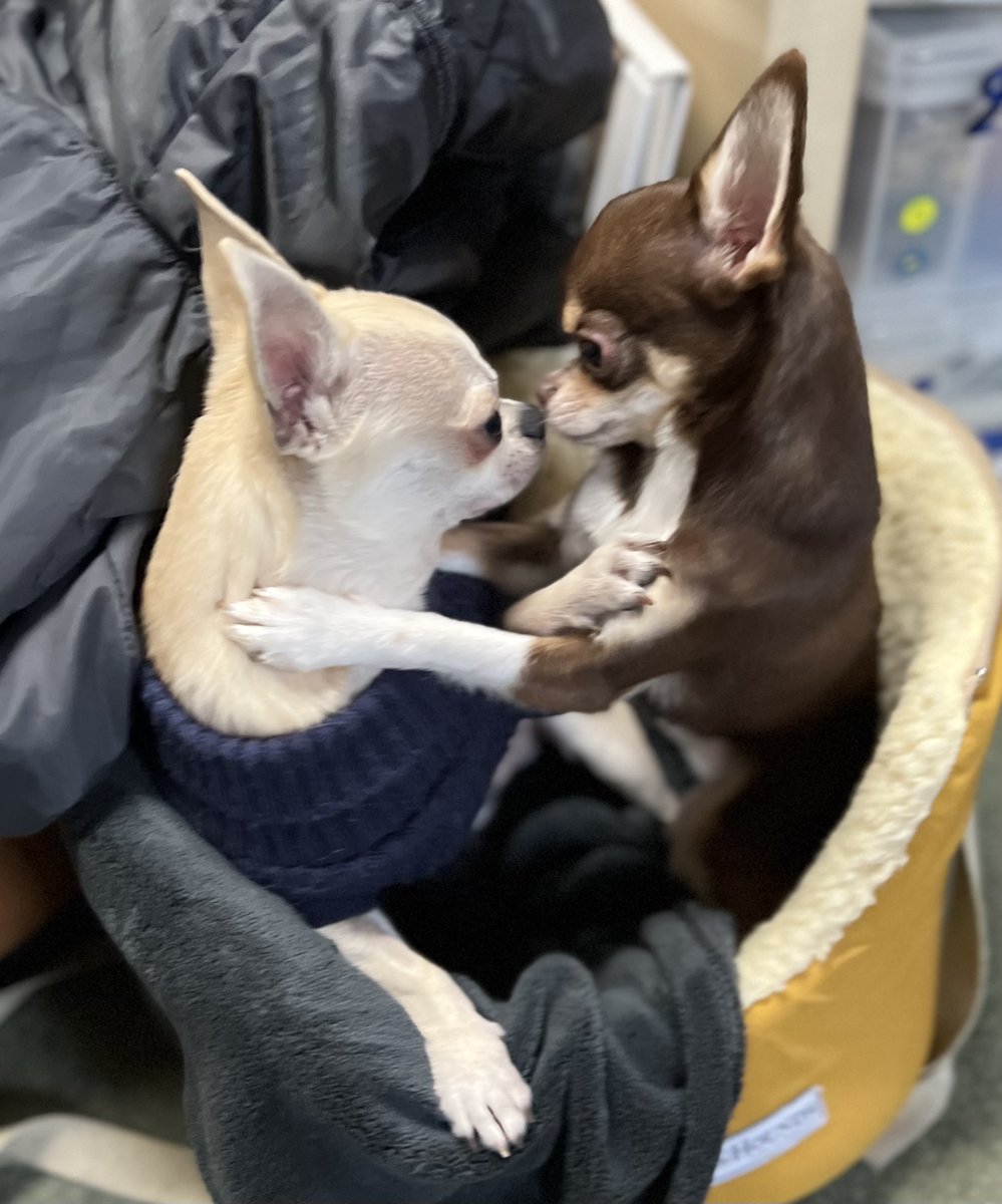 Chris Raettig @raettig@mastodon.org.uk tweet media