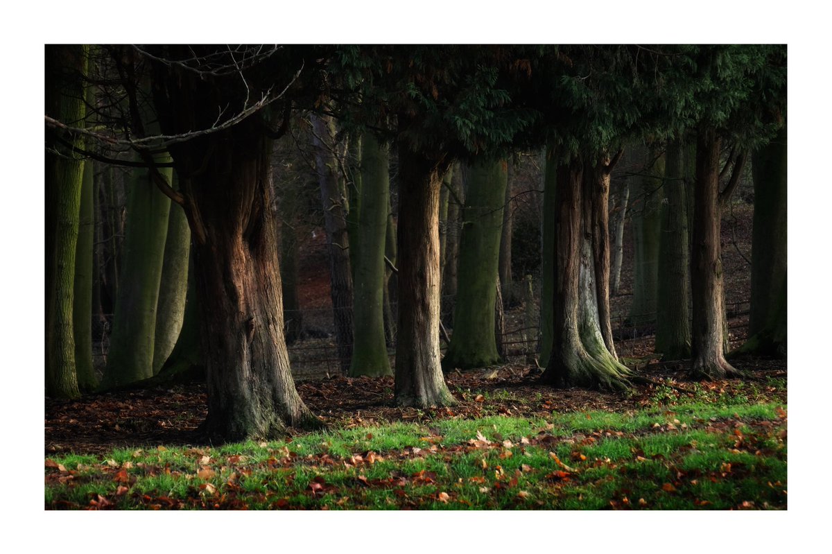 snapper2013's tweet photo. Still working on my woodland project and quite pleased with todays late afternoon winter light walk #openspace #woodland photography #naturelovers #naturephotograpy #countrysidephotography #fujilove #fujixseries #fujifilm_uk #fuji ##picturetokeep #fujifilm_global #essexlandscape https://t.co/DU6vVBNI8f