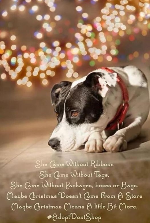 Give yourself a gift that actually loves you back and never goes out of style. #SomeoneNotSomething 
#SaveALife #AdoptAHomelessPet #Rescue