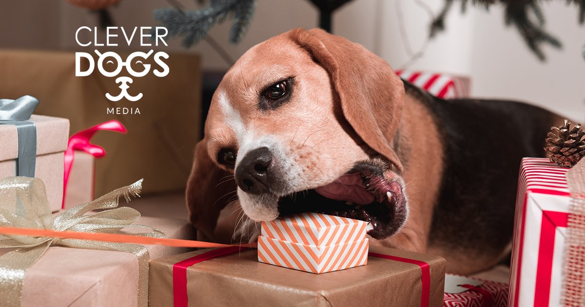 Clever Dogs Media tweet media