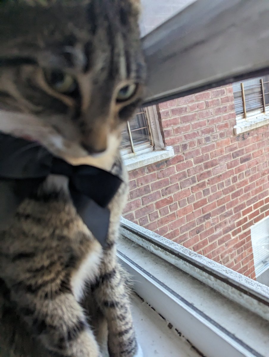 gameosicats's tweet photo. I DO NOT LIKE MY BOWTIE https://t.co/dxSLuAq74p