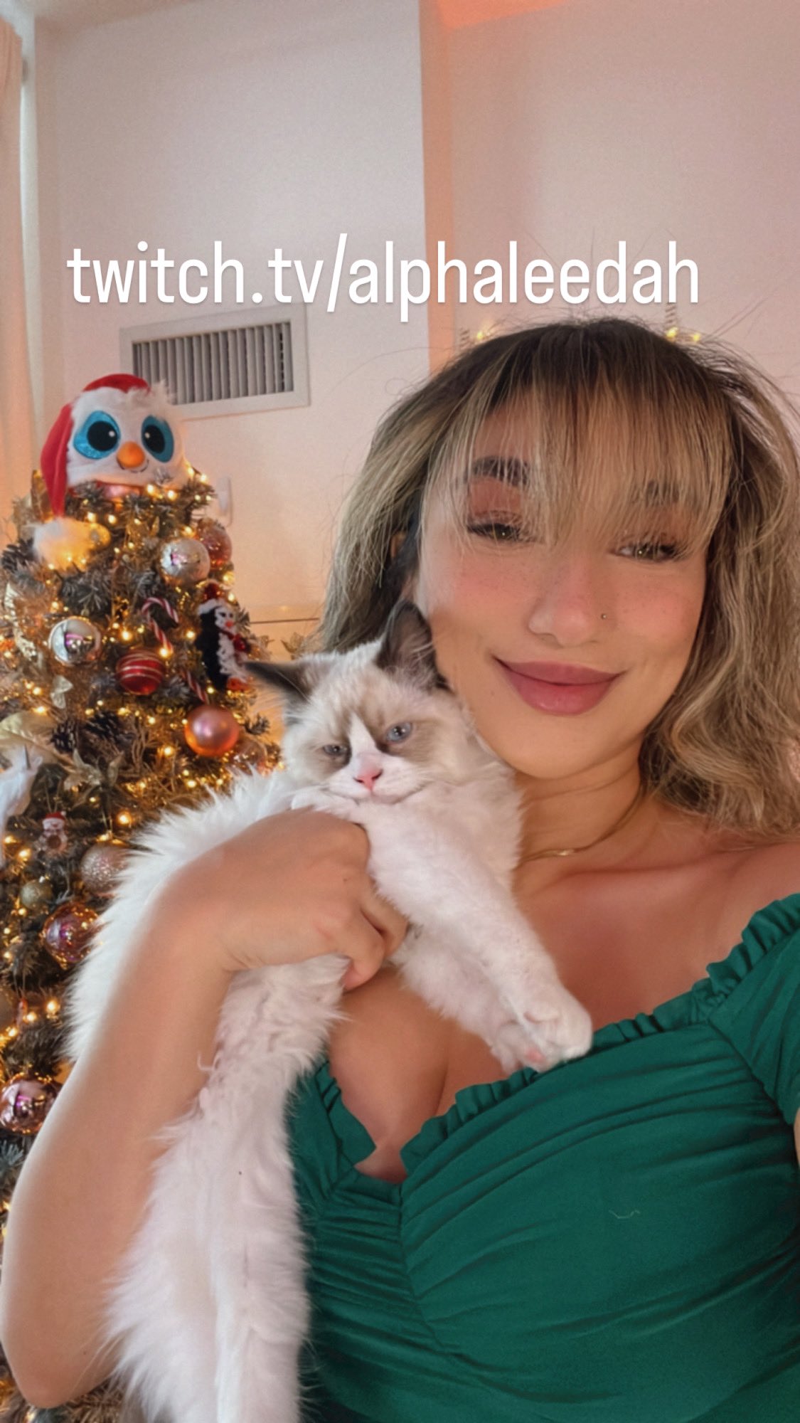 TW Pornstars - Alphaleedah💕. Twitter. today is the last stream of 12 days of xmas stream!! wooo