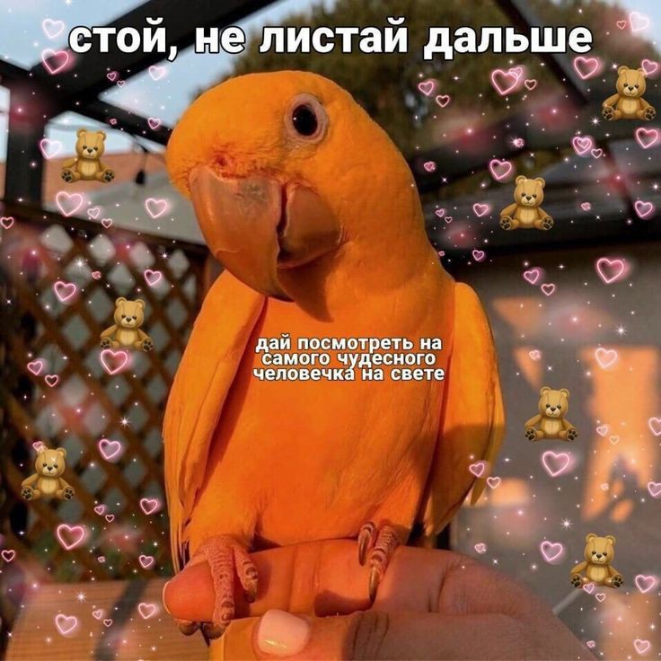 🌻НЕ, НУ ВНАТУРЕ ПТИЦА🌻 #НетВойне tweet media
