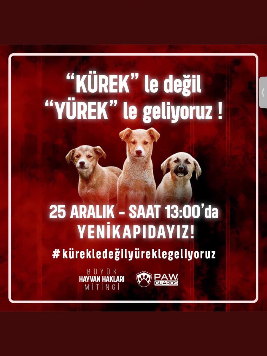 ssaribek's tweet photo. #kürekledeğilyüreklegeliyoruz
#SokakHayvanlariSahipsizDegil 
#katliamasessizkalma
#dünyasadeceinsanlaraaitdeğil https://t.co/thRKQrcBNP