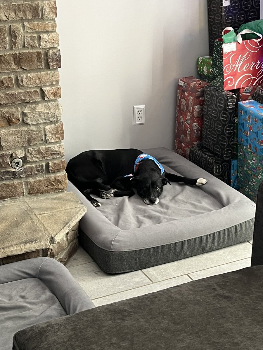 Everyone living their best lives around here at Christmas time 🐾