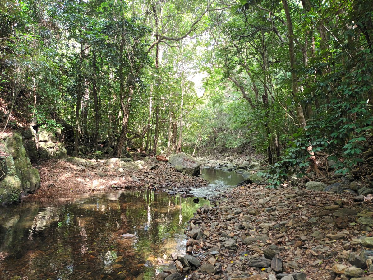 cairnsgandp's tweet photo. Xmas Eve hike up a creek down the road from me.
Good test of agility by picking through and climbing over the rocks.
Would have been something my back and hips would have struggled with a few years ago.
Now it feels great. #trainmovement https://t.co/J5IKoN4rqm