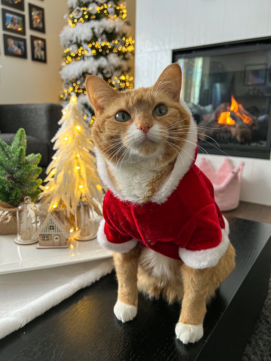 Twas the #Caturday before Christmas….. Happy Holidays <a href="/thechrisbarron/">Chris Barron</a> 🎄⛄️😽 #CatsOfTwitter