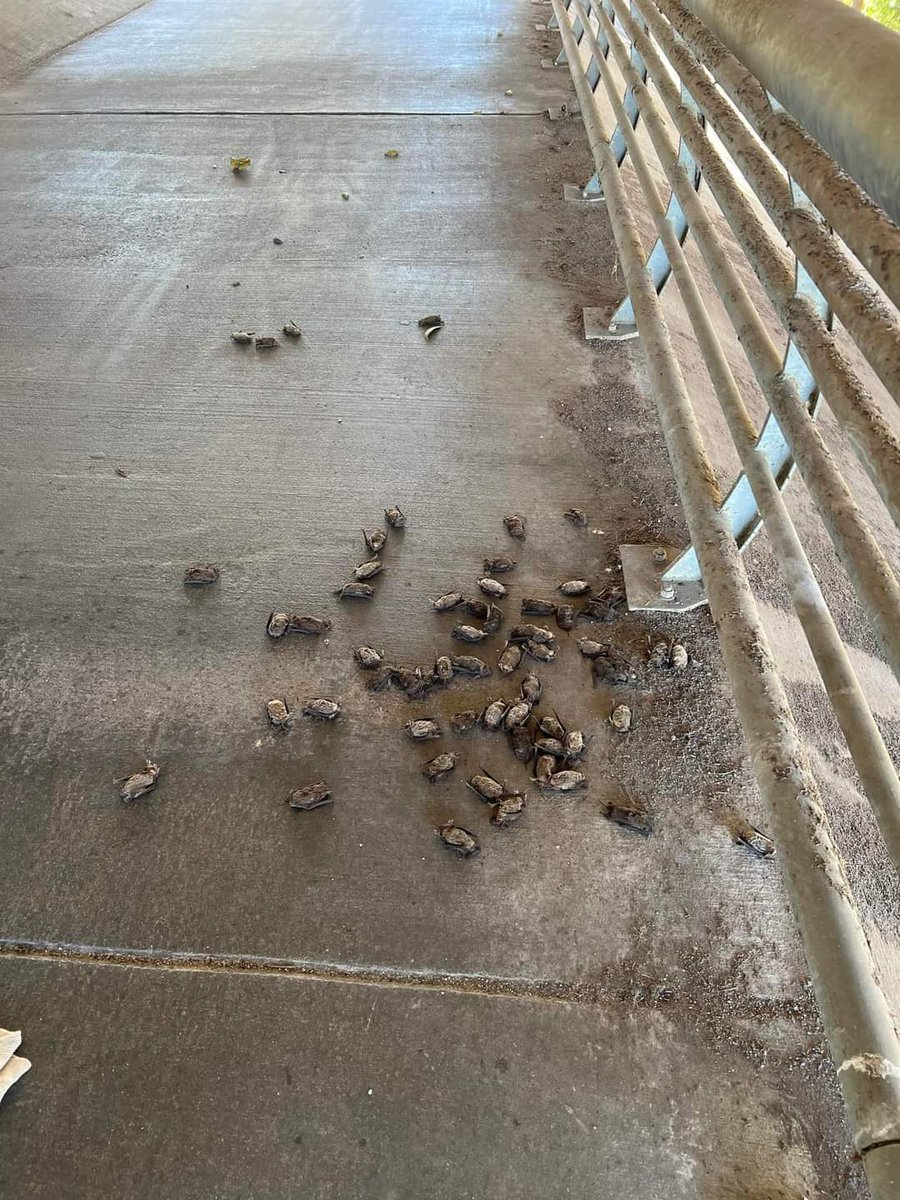 CHECK YOUR LOCAL COLONIES!

Over 1000 bats have been rescued in Houston so far by <a href="/wildtimes/">TWRC Wildlife Center</a>. The bats in this photo are not dead! If you find a grounded bat, please call us immediately.

940-325-3404