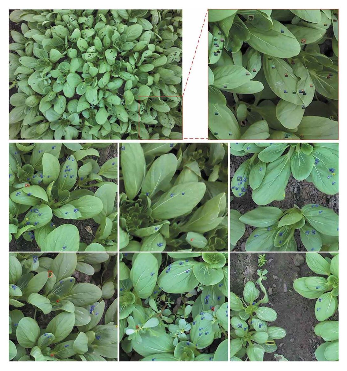 IJRemoteSensing's tweet photo. 🔔 New article:
R. Zhao & F. Shi propose a novel, automated method for the #detection of pests in Brassica chinensis (pok choi) using #UAV-derived imagery and #DeepLearning algorithms.
🔗 https://t.co/qBhuhky5BI
#IJRS #RemoteSensing #SmartAgriculture #SmallObjectDetection https://t.co/PKlInIXPJ8
