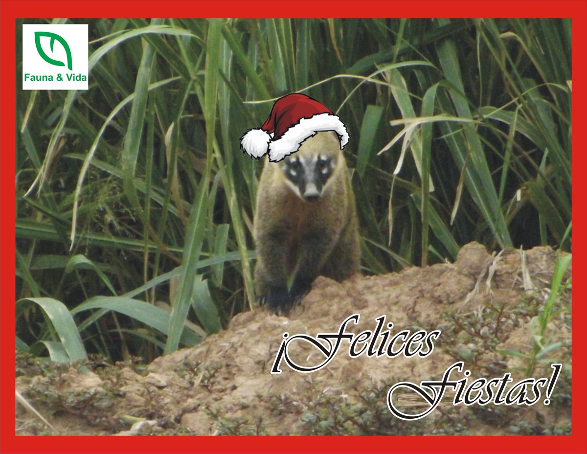 FaunaVida's tweet photo. ¡Feliz navidad y próspero año nuevo! Son los sinceros deseos de la familia F&amp;V.

#felicesfiestas #merrychristmas #happynewyear #fauna #faunasilvestre #wildlife #wildlifeconservation https://t.co/SqANfwyPTd