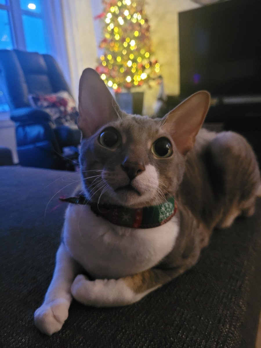 Ericbid's tweet image. Le matou est prêt pour le réveillon.