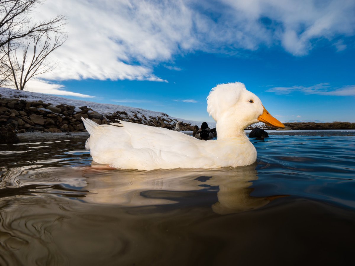 DuckFoodBot's tweet photo. it’s a good day 

(retweet to send a treat https://t.co/bCx4zPeNUf) https://t.co/tTbevk3wN2