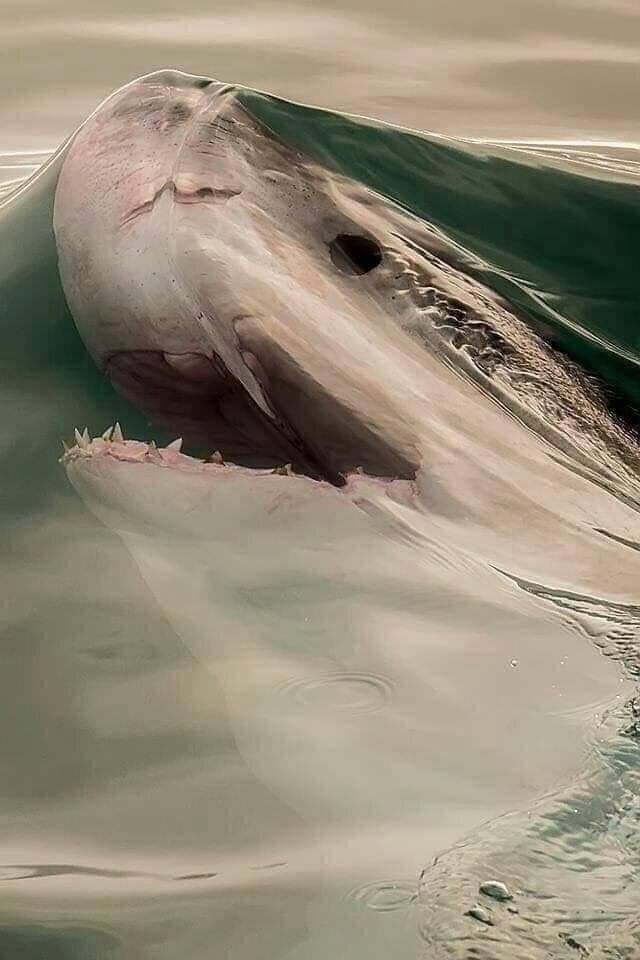Momento exacto antes de romper la tensión superficial. 🌊