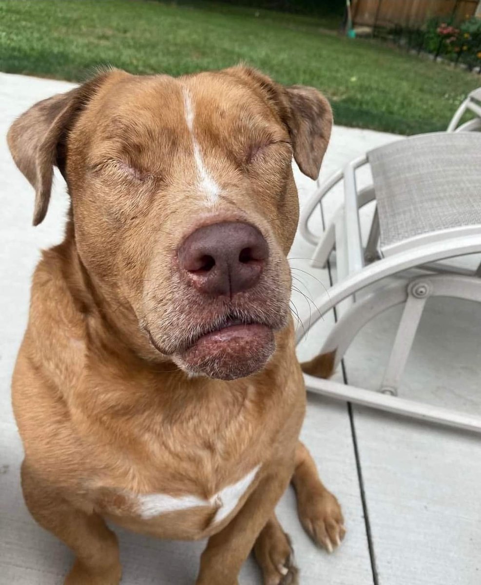 _XDogs's tweet photo. I’m new here, but I’m blind 
Do you still like me  ? 🙏🙄 https://t.co/T2plvE7QXG