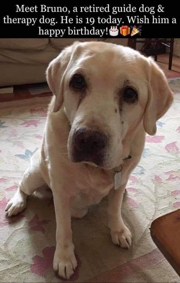 BestinDogs's tweet photo. Meet Bruno , a retired guide dog &amp; Therapy dog , he is 19 today 😍 Wish him a happy birthday 🎉🎁 https://t.co/o1ov25xM70