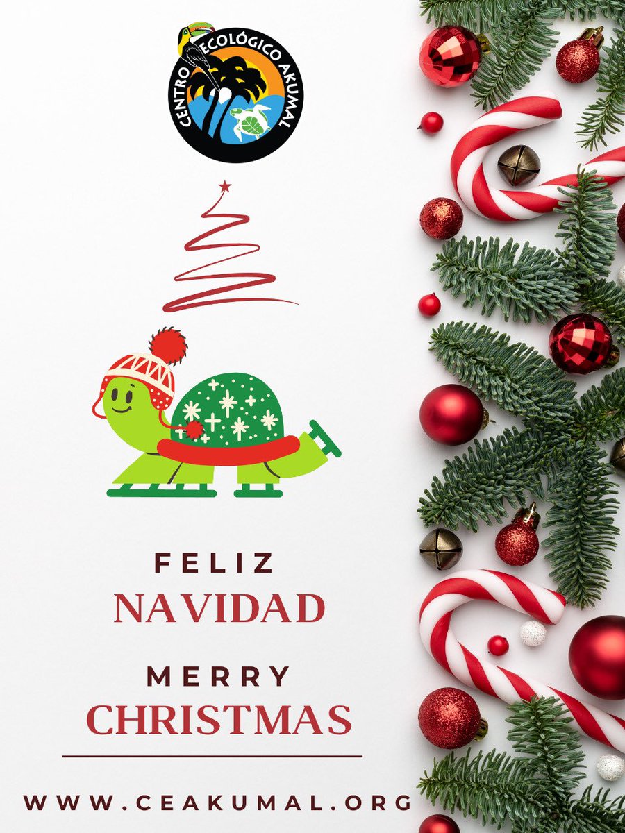 ¡Feliz navidad! Merry Christmas! #Akumal #SeaTurtle 🇲🇽🌎📸🎄